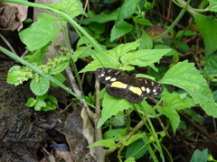 Castilia