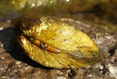 Alasmidonta marginata