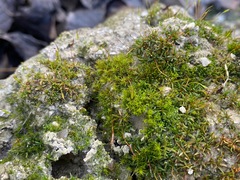 Aloina aloides
