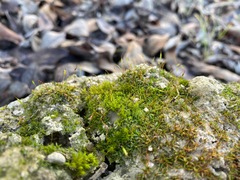 Aloina aloides