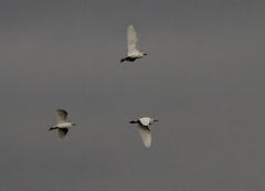 Bubulcus ibis
