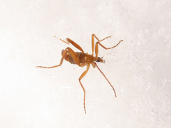 Chionea lutescens