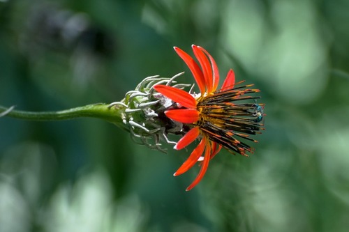 variedade Mutisia coccinea coccinea · BioDiversity4All