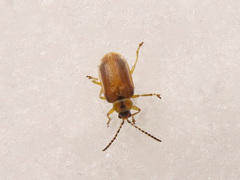 Galerucella lineola