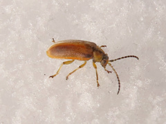 Galerucella lineola