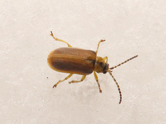 Galerucella lineola