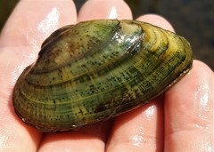 Alasmidonta marginata