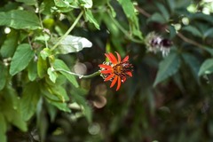 Mutisia coccinea