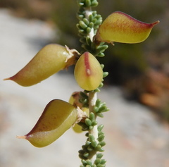 Aspalathus costulata