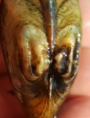 Alasmidonta marginata