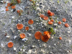 Melastiza cornubiensis