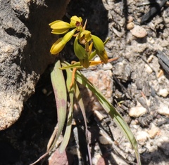 Eulophia ustulata