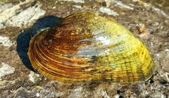 Alasmidonta marginata