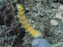 Ormiscodes amphimone