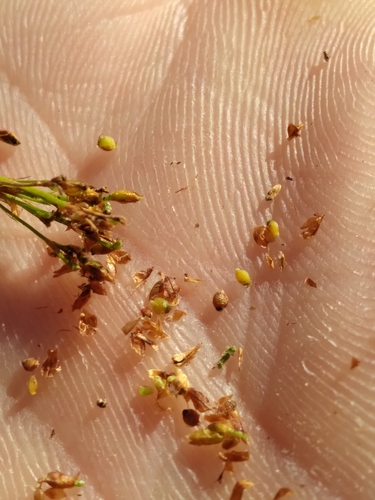 Image of Rhynchospora microcarpa by (c) Scott Ward, some rights reserved (CC BY)