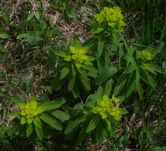 Euphorbia austriaca