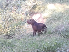 Hydrochoerus hydrochaeris