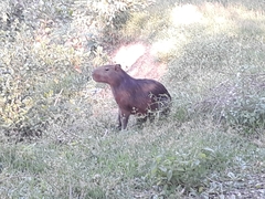 Hydrochoerus hydrochaeris