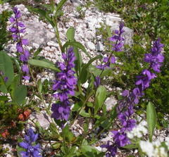 Polygala amara