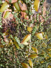Aspalathus costulata