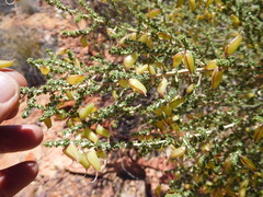 Aspalathus costulata