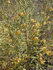 Aspalathus costulata