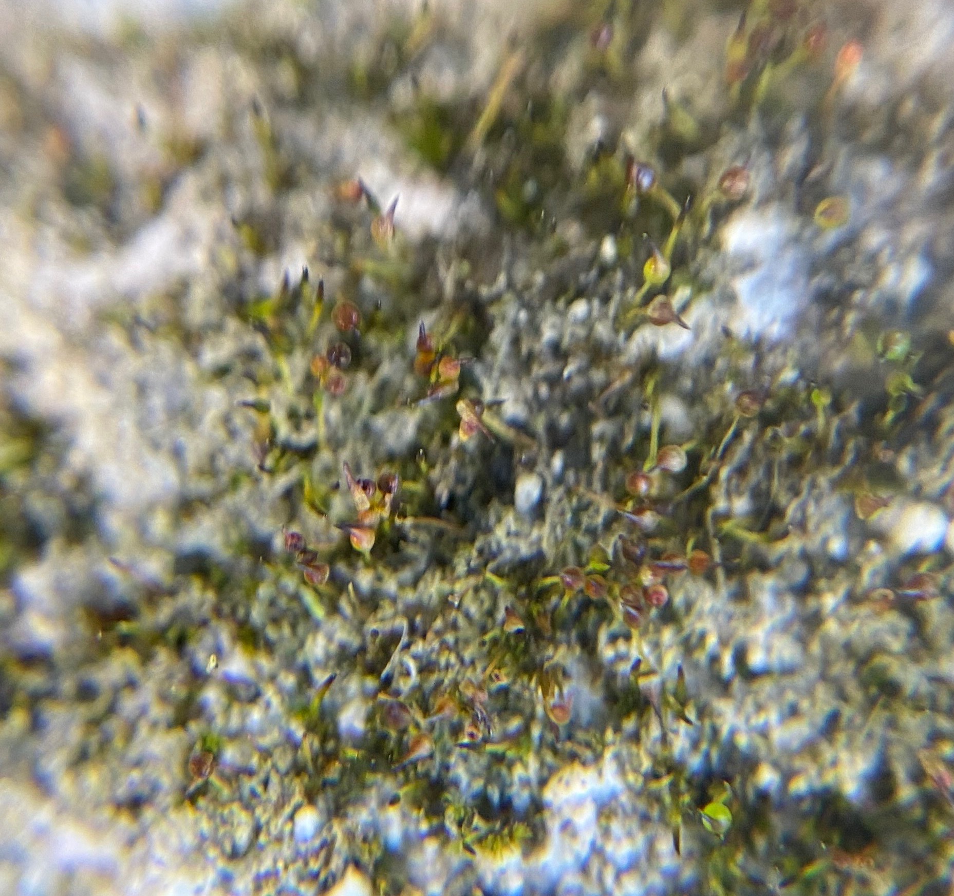 Seligeria calcarea