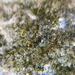 Seligeria calcarea - Photo 由 wdh1 所上傳的 (c) wdh1，保留部份權利CC BY-NC