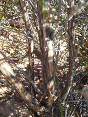 Aspalathus costulata