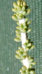 Aspalathus costulata