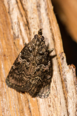 Satole ligniperdalis