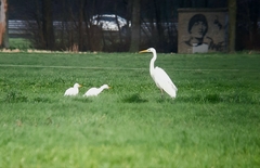 Bubulcus ibis