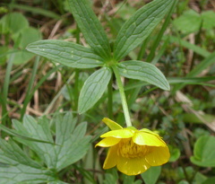 Ranunculus montanus