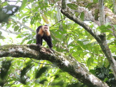 Cebus capucinus