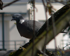 Columba palumbus