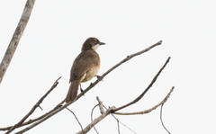 Chlorocichla simplex