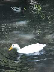 Anas platyrhynchos domesticus