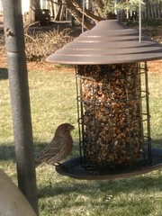 Haemorhous mexicanus