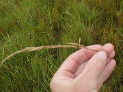 Trisetopsis imberbis