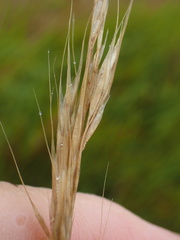 Trisetopsis imberbis