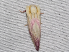 Thurberiphaga diffusa