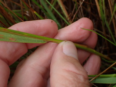 Trisetopsis imberbis