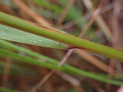 Trisetopsis imberbis