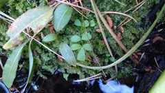 Oxypolis occidentalis