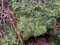 Plagiothecium curvifolium