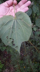Heliocarpus