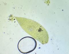 Plagiothecium curvifolium