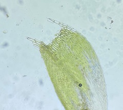Plagiothecium curvifolium
