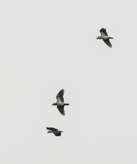 Psittacus erithacus timneh