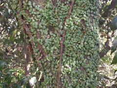 Lemmaphyllum microphyllum